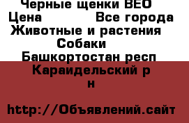 Черные щенки ВЕО › Цена ­ 5 000 - Все города Животные и растения » Собаки   . Башкортостан респ.,Караидельский р-н